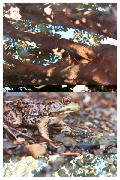 PEACE FROG 